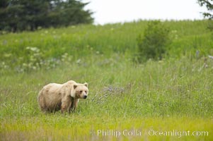 Coastal brown bear amid sedge grass, near Silver Salmon Creek, Ursus arctos, Lake Clark National Park, Alaska