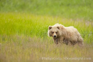 Brown bear cubs, one and a half years old, Ursus arctos, Lake Clark National Park, Alaska