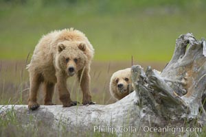 Brown bear cubs.  These cubs are one and a half years old and have yet to leave their mother.  They will be on their own and have to fend for themselves next summer, Ursus arctos, Lake Clark National Park, Alaska