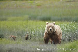 Brown bear female sow with spring cubs.  These three cubs were born earlier in the spring and will remain with their mother for almost two years, relying on her completely for their survival, Ursus arctos, Lake Clark National Park, Alaska