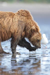 Coastal brown bear forages for razor clams in sand flats at extreme low tide.  Grizzly bear, Ursus arctos, Lake Clark National Park, Alaska