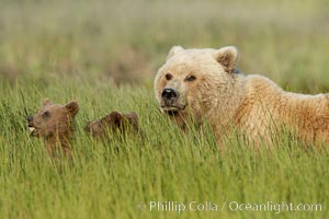 Brown bear female sow with spring cubs.  These cubs were born earlier in the spring and will remain with their mother for almost two years, relying on her completely for their survival, Ursus arctos, Lake Clark National Park, Alaska