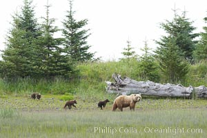 Brown bear female sow with spring cubs.  These cubs were born earlier in the spring and will remain with their mother for almost two years, relying on her completely for their survival, Ursus arctos, Lake Clark National Park, Alaska
