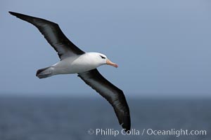 Black-browed albatross in flight.  The black-browed albatross is a medium-sized seabird at 31-37" long with a 79-94" wingspan and an average weight of 6.4-10 lb. They have a natural lifespan exceeding 70 years. They breed on remote oceanic islands and are circumpolar, ranging throughout the Southern Ocean, Thalassarche melanophrys