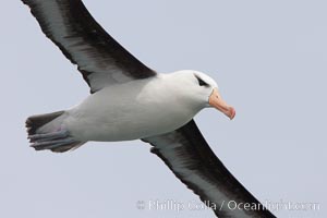 Black-browed albatross in flight.  The black-browed albatross is a medium-sized seabird at 31�37" long with a 79�94" wingspan and an average weight of 6.4�10 lb. They have a natural lifespan exceeding 70 years. They breed on remote oceanic islands and are circumpolar, ranging throughout the Southern Oceanic. Falkland Islands, United Kingdom, Thalassarche melanophrys, natural history stock photograph, photo id 23719