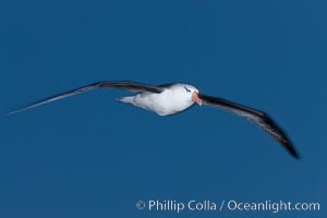 Black-browed albatross in flight, at sea.  The black-browed albatross is a medium-sized seabird at 31-37" long with a 79-94" wingspan and an average weight of 6.4-10 lb. They have a natural lifespan exceeding 70 years. They breed on remote oceanic islands and are circumpolar, ranging throughout the Southern Ocean, Thalassarche melanophrys