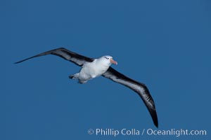 Black-browed albatross in flight, at sea.  The black-browed albatross is a medium-sized seabird at 31-37" long with a 79-94" wingspan and an average weight of 6.4-10 lb. They have a natural lifespan exceeding 70 years. They breed on remote oceanic islands and are circumpolar, ranging throughout the Southern Ocean, Thalassarche melanophrys