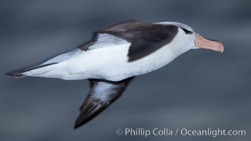 Black-browed albatross in flight, at sea.  The black-browed albatross is a medium-sized seabird at 31-37" long with a 79-94" wingspan and an average weight of 6.4-10 lb. They have a natural lifespan exceeding 70 years. They breed on remote oceanic islands and are circumpolar, ranging throughout the Southern Ocean, Thalassarche melanophrys