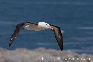 Black-browed albatross soaring in the air, near the breeding colony at Steeple Jason Island, Thalassarche melanophrys