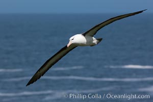 Black-browed albatross, in flight over the ocean.  The wingspan of the black-browed albatross can reach 10', it can weigh up to 10 lbs and live for as many as 70 years, Thalassarche melanophrys, Steeple Jason Island