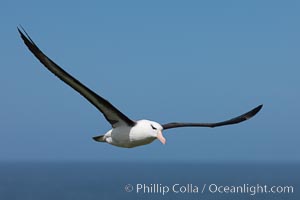 Black-browed albatross soaring in the air, near the breeding colony at Steeple Jason Island, Thalassarche melanophrys