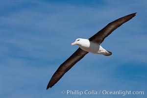 Black-browed albatross in flight, against a blue sky.  Black-browed albatrosses have a wingspan reaching up to 8', weigh up to 10 lbs and can live 70 years.  They roam the open ocean for food and return to remote islands for mating and rearing their chicks, Thalassarche melanophrys, Steeple Jason Island