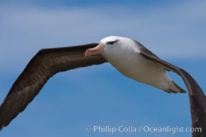 Black-browed albatross, in flight over the ocean.  The wingspan of the black-browed albatross can reach 10', it can weigh up to 10 lbs and live for as many as 70 years, Thalassarche melanophrys, Steeple Jason Island