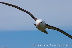 Black-browed albatross in flight, against a blue sky.  Black-browed albatrosses have a wingspan reaching up to 8', weigh up to 10 lbs and can live 70 years.  They roam the open ocean for food and return to remote islands for mating and rearing their chicks, Thalassarche melanophrys, Steeple Jason Island