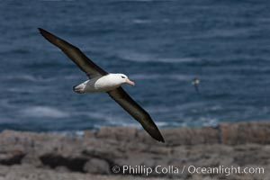 Black-browed albatross soaring in the air, near the breeding colony at Steeple Jason Island, Thalassarche melanophrys