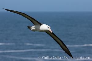 Black-browed albatross, in flight over the ocean.  The wingspan of the black-browed albatross can reach 10', it can weigh up to 10 lbs and live for as many as 70 years, Thalassarche melanophrys, Steeple Jason Island