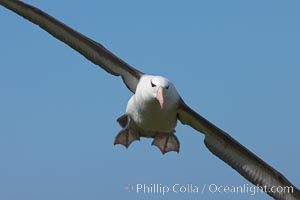 Black-browed albatross in flight, against a blue sky.  Black-browed albatrosses have a wingspan reaching up to 8', weigh up to 10 lbs and can live 70 years.  They roam the open ocean for food and return to remote islands for mating and rearing their chicks, Thalassarche melanophrys, Steeple Jason Island