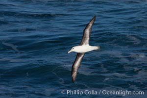 Black-browed albatross in flight, at sea.  The black-browed albatross is a medium-sized seabird at 31-37" long with a 79-94" wingspan and an average weight of 6.4-10 lb. They have a natural lifespan exceeding 70 years. They breed on remote oceanic islands and are circumpolar, ranging throughout the Southern Ocean, Thalassarche melanophrys