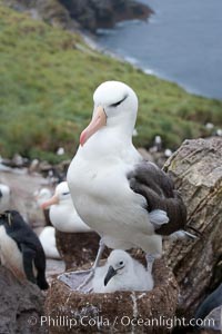 Black-browed albatross, adult on nest with chick, Thalassarche melanophrys, Westpoint Island