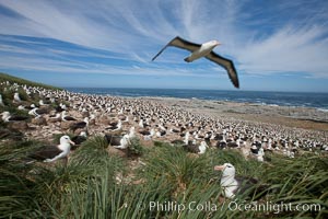 Black-browed albatross in flight, over the enormous colony at Steeple Jason Island in the Falklands.