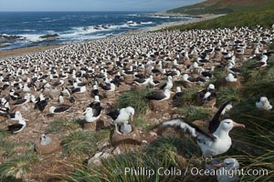 Black-browed albatross colony on Steeple Jason Island in the Falklands.  This is the largest breeding colony of black-browed albatrosses in the world, numbering in the hundreds of thousands of breeding pairs.  The albatrosses lay eggs in September and October, and tend a single chick that will fledge in about 120 days, Thalassarche melanophrys