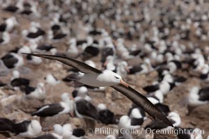 Black-browed albatross in flight, over the enormous colony at Steeple Jason Island in the Falklands, Thalassarche melanophrys