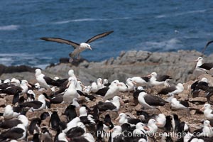 Black-browed albatross in flight, over the enormous colony at Steeple Jason Island in the Falklands, Thalassarche melanophrys