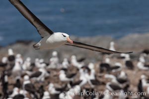 Black-browed albatross in flight, over the enormous colony at Steeple Jason Island in the Falklands. Falkland Islands, United Kingdom, Thalassarche melanophrys, natural history stock photograph, photo id 24216