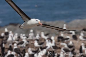 Black-browed albatross in flight, over the enormous colony at Steeple Jason Island in the Falklands, Thalassarche melanophrys