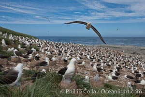 Black-browed albatross in flight, over the enormous colony at Steeple Jason Island in the Falklands, Thalassarche melanophrys