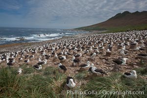 Black-browed albatross colony on Steeple Jason Island in the Falklands.  This is the largest breeding colony of black-browed albatrosses in the world, numbering in the hundreds of thousands of breeding pairs.  The albatrosses lay eggs in September and October, and tend a single chick that will fledge in about 120 days, Thalassarche melanophrys