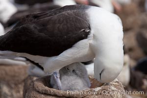 Black-browed albatross, adult and chick, at the enormous colony on Steeple Jason Island in the Falklands.  This is the largest breeding colony of black-browed albatrosses in the world, numbering in the hundreds of thousands of breeding pairs.  The albatrosses lay eggs in September and October, and tend a single chick that will fledge in about 120 days, Thalassarche melanophrys