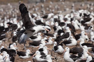 Black-browed albatross in flight, over the enormous colony at Steeple Jason Island in the Falklands, Thalassarche melanophrys