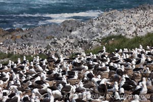 Black-browed albatross colony on Steeple Jason Island in the Falklands.  This is the largest breeding colony of black-browed albatrosses in the world, numbering in the hundreds of thousands of breeding pairs.  The albatrosses lay eggs in September and October, and tend a single chick that will fledge in about 120 days, Thalassarche melanophrys