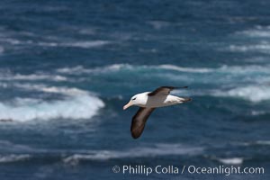 Black-browed albatross, Steeple Jason Island, Thalassarche melanophrys