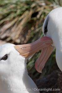 Black-browed albatross, courtship and mutual preening behavior between two mated adults on the nest, Steeple Jason Island breeding colony.  Black-browed albatrosses begin breeding at about 10 years, and lay a single egg each season, Thalassarche melanophrys