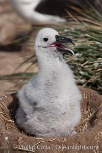 Black-browed albatross chick on its nest, Steeple Jason Island breeding colony.  The single egg is laid in September or October.  Incubation takes 68 to 71 days, after which the chick is tended alternately by both adults until it fledges about 120 days later, Thalassarche melanophrys