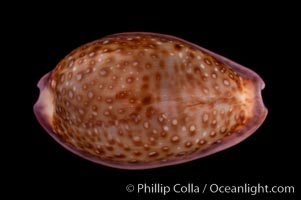 Albugine Cowrie, Cypraea albuginosa