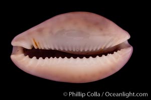 Albugine Cowrie, Cypraea albuginosa