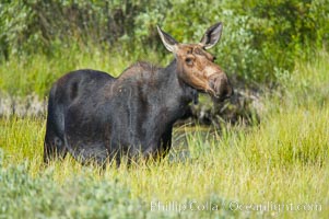 Adult female moose in deep meadow grass near Christian Creek, Alces alces, Grand Teton National Park, Wyoming