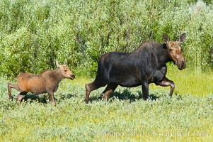 Mother and calf moose wade through meadow grass near Christian Creek, Alces alces, Grand Teton National Park, Wyoming