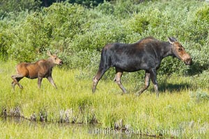 Mother and calf moose wade through meadow grass near Christian Creek, Alces alces, Grand Teton National Park, Wyoming