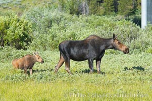 Mother and calf moose wade through meadow grass near Christian Creek, Alces alces, Grand Teton National Park, Wyoming