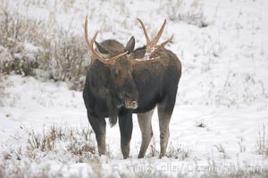 A male moose, bull moose, on snow covered field, near Cooke City, Alces alces, Yellowstone National Park, Wyoming