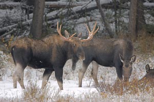 A male moose, bull moose, on snow covered field, near Cooke City, Alces alces, Yellowstone National Park, Wyoming