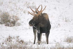 A male moose, bull moose, on snow covered field, near Cooke City, Alces alces, Yellowstone National Park, Wyoming