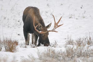 A male moose, bull moose, on snow covered field, near Cooke City, Alces alces, Yellowstone National Park, Wyoming