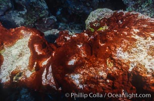 Algae growth on coral reef, in vicinity of Jin Shiang Fa shipwreck, Rose Atoll. Rose Atoll National Wildlife Sanctuary, American Samoa, USA, natural history stock photograph, photo id 00742