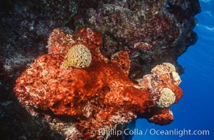 Algae growth on coral reef, in vicinity of Jin Shiang Fa shipwreck, Rose Atoll, Rose Atoll National Wildlife Sanctuary