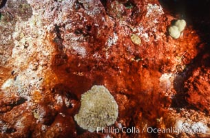 Algae growth on coral reef, in vicinity of Jin Shiang Fa shipwreck, Rose Atoll, Rose Atoll National Wildlife Sanctuary